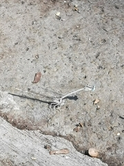 Platycnemis dealbata