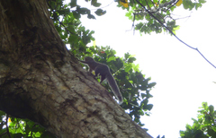 Heliosciurus undulatus