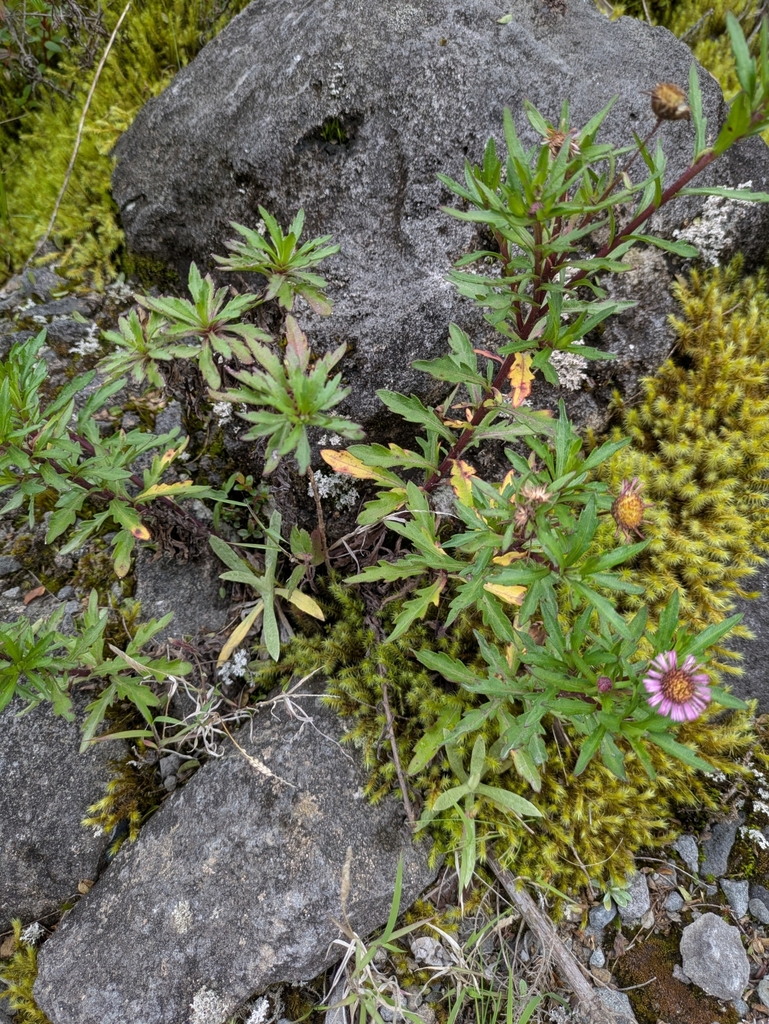 Erigeron maxonii