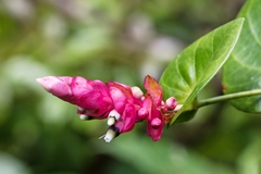 Cavendishia complectens