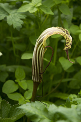 Arisaema propinquum