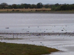 Haematopus ostralegus