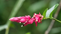 Cavendishia complectens