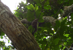 Heliosciurus undulatus