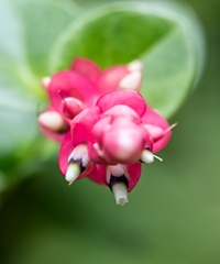 Cavendishia complectens