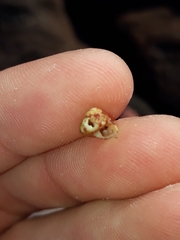 Cantharidella picturata