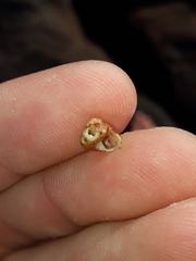 Cantharidella picturata