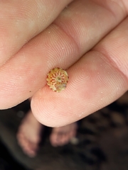 Cantharidella picturata