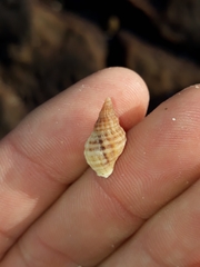 Agnewia tritoniformis