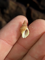 Agnewia tritoniformis