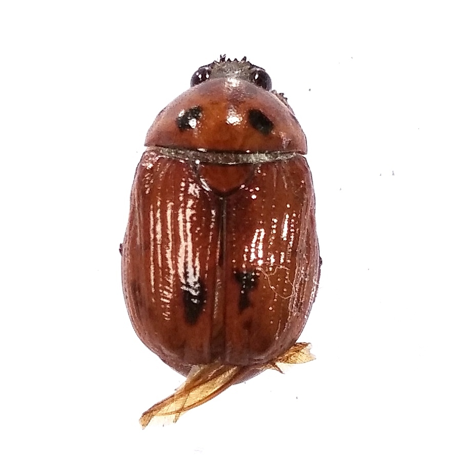 Parastasia exophthalma