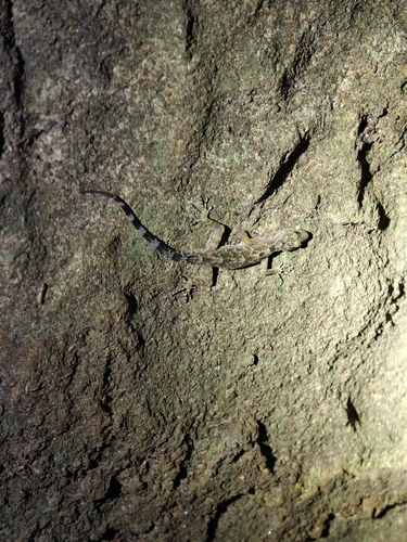 Shevaroy dwarf gecko