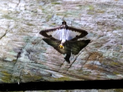 Diaphania hyalinata