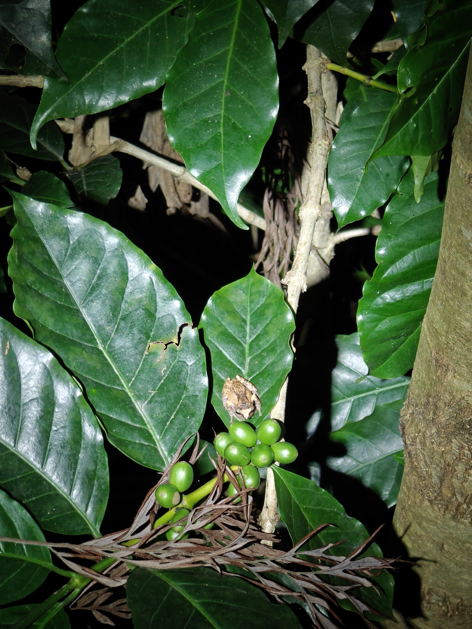 Seshachari Bush Frog