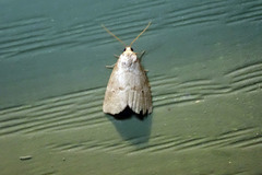 Hyperstrotia pervertens