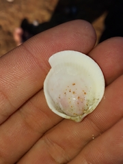 Acrosterigma cygnorum