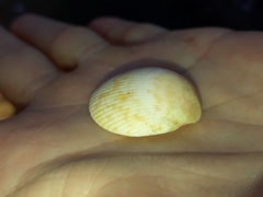 Acrosterigma cygnorum