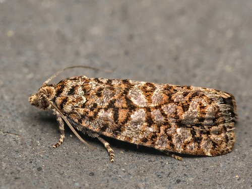 Barbara herrichiana