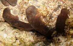 Hippospongia
