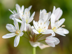 Allium trifoliatum