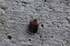 Dyroderes umbraculatus