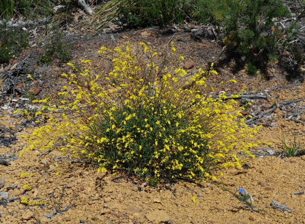 Synaphea grandis