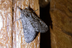 Pseudopanthea palata