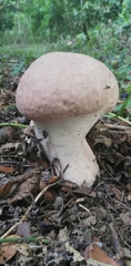 Calvatia