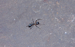 Camponotus sexpunctatus