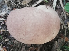 Calvatia