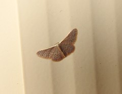 Idaea costaria