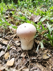 Calvatia