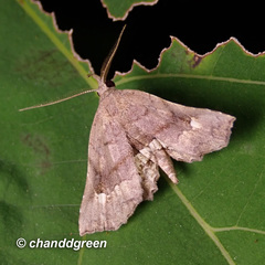 Throana pectinifer