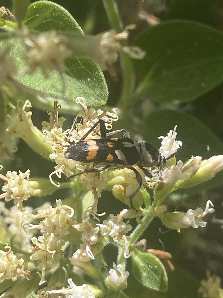 Megacyllene mellyi