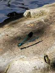 Calopteryx syriaca