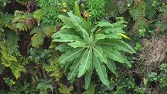 Dendroseris micrantha