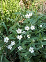 Stellaria radians