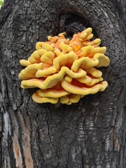Laetiporus sulphureus