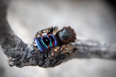 Maratus karrie