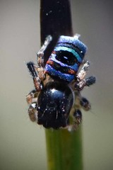 Maratus karrie