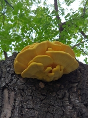 Laetiporus sulphureus
