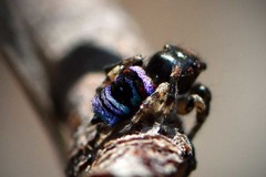 Maratus karrie