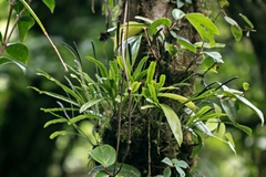 Elaphoglossum nigrescens