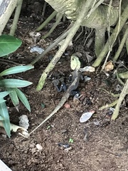 Calotes versicolor