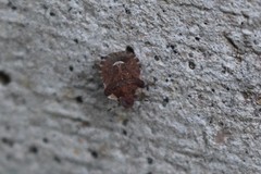 Dyroderes umbraculatus