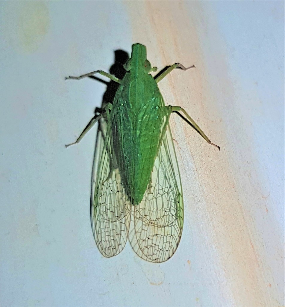 Hyalodictyon nodivena