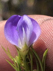 Psoralea laevigata