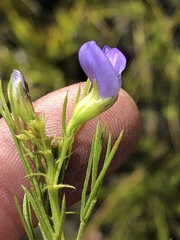 Psoralea laevigata