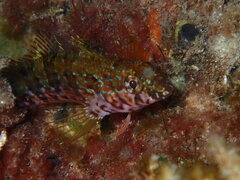 Redside Blenny photo 5