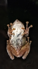 Kurixalus idiootocus